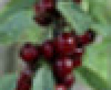 Череша тъмно червена 